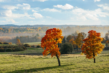 Autumn landscape with colorful trees and meadows in the countryside.の写真素材