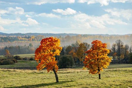 Autumn landscape with colorful trees on the meadow in sunny dayの写真素材