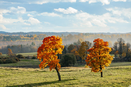 Autumn landscape with colorful trees on a meadow in the countrysideの写真素材