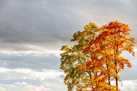 Autumn landscape with colorful trees and cloudy sky. Indian summer.の写真素材