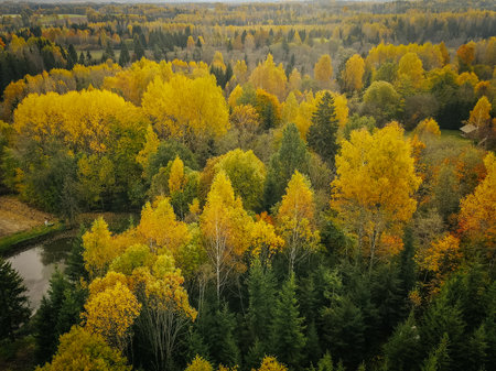 Aerial view of autumn forest with yellow trees and river. Top view.の写真素材