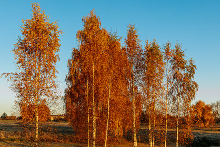 birch forest in autumn at sunset. beautiful nature background.の写真素材