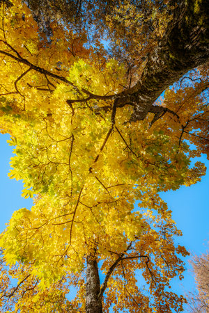 Maple tree in autumn colors with blue sky background, Japan.の写真素材