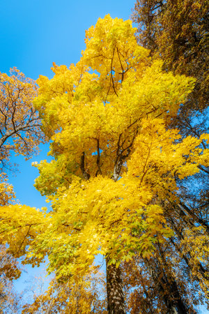 Beautiful autumn trees with yellow leaves in the park on blue sky backgroundの写真素材