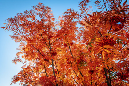 Autumn rowan tree with bright red leaves on blue sky backgroundの写真素材