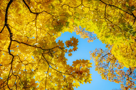 Autumn maple leaves on blue sky background, fall season concept.の写真素材