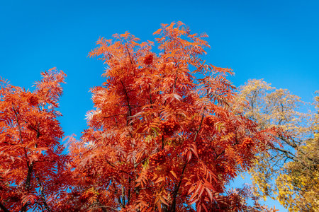 Autumn leaves against the blue sky. Colorful foliage background.の写真素材