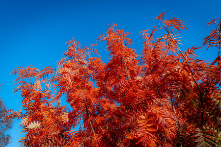Red rowan leaves against the blue sky in the autumn park.の写真素材