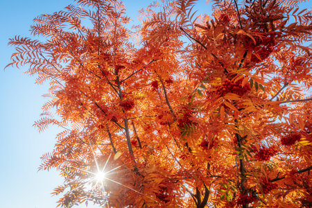 autumn leaves on blue sky background, shallow depth of field.の写真素材