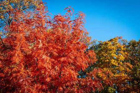 Colorful leaves of a rowan tree against the blue sky.の写真素材