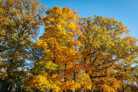 Autumn trees with yellow leaves on blue sky background in city parkの写真素材