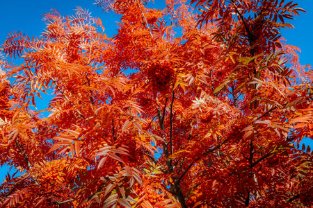 Red rowan leaves on blue sky background in autumn, fall seasonの写真素材