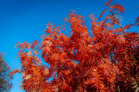 Autumnal rowan tree with bright red leaves on blue sky backgroundの写真素材