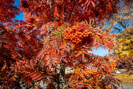 Autumn leaves and berries of rowan on a sunny day.の写真素材