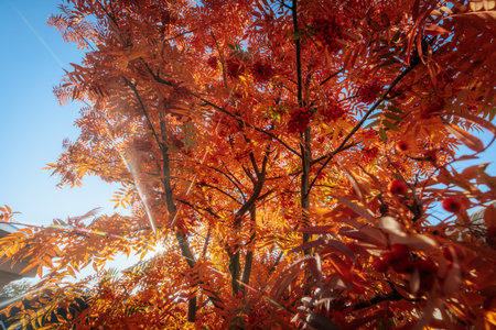 Autumn leaves of rowan against the blue sky. Colorful backgroundの写真素材