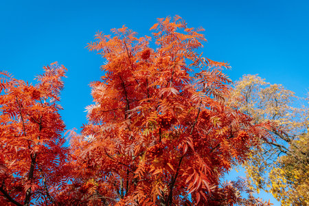 Autumnal rowan tree with red leaves against the blue skyの写真素材