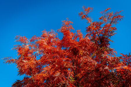 Red leaves of a rowan tree against the blue sky in autumnの写真素材