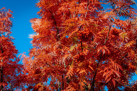 Autumn rowan tree with bright red leaves against blue sky.の写真素材