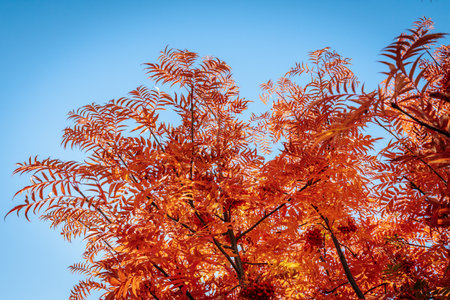 Red and orange leaves of rowan tree against the blue sky.の写真素材