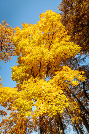 Maple tree in autumn season. Yellow leaves on blue sky background.の写真素材