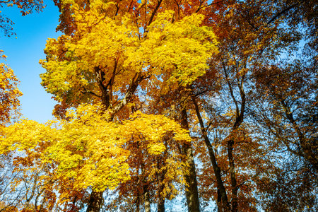 Trees with yellow leaves in autumn forest. Seasonal background.の写真素材