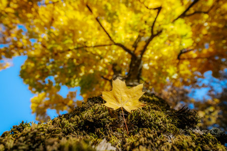 Autumn maple leaf on the old tree trunk with blue sky backgroundの写真素材