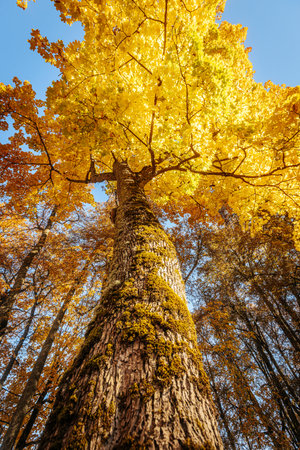 Ginkgo tree in the autumn forest with yellow leaves and blue skyの写真素材