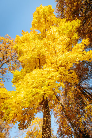 Yellow maple leaves on a background of blue sky in the autumn forestの写真素材