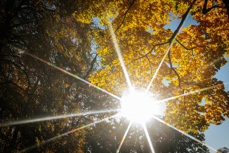 Sunlight through the branches of trees in the autumn forest. Autumn backgroundの写真素材