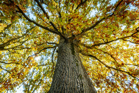 Ginkgo tree with yellow leaves in autumn, South Korea.の写真素材