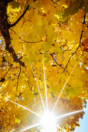 Sun rays through the branches of a maple tree in the autumn forestの写真素材