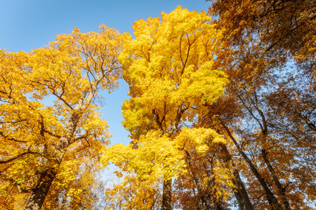 Autumn trees with yellow leaves in the park on blue sky backgroundの写真素材