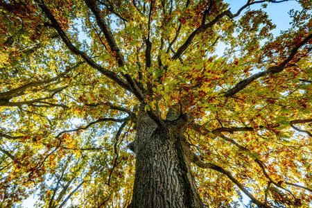 Maple tree in autumn colors with blue sky in the background.の写真素材