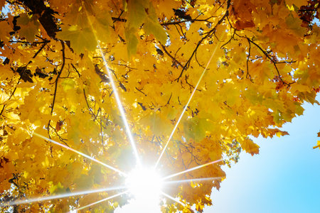 Sun shines through the branches of a maple tree with yellow leaves.の写真素材