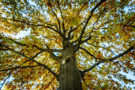 Autumn tree with yellow leaves in the city park. Fall season.