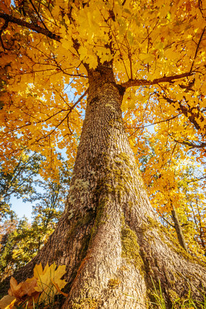 Tree in the autumn forest with yellow leaves and blue sky in backgroundの写真素材