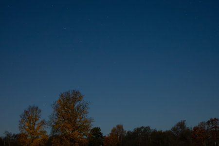 Night sky with stars and trees in the autumn forest. View from below.の写真素材