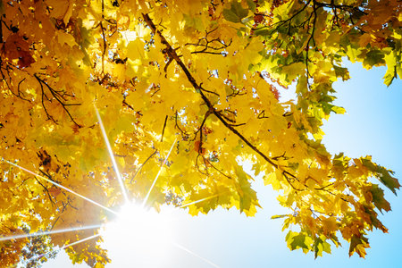 Yellow maple leaves on a background of blue sky with sun rays.の写真素材