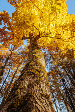 Ginkgo biloba tree in the autumn forest. Colorful autumn trees.の写真素材