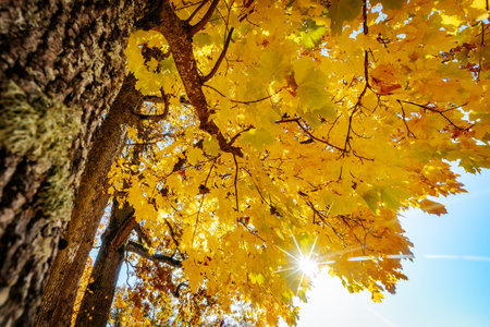 Maple tree with yellow leaves on blue sky background in autumn.の写真素材