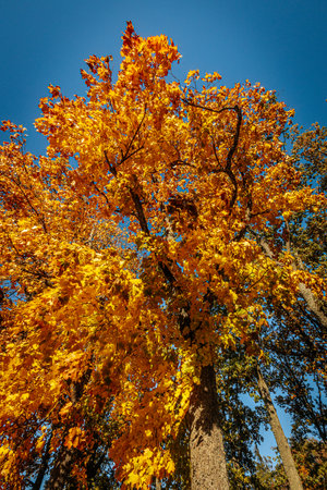 Autumn trees with yellow leaves on blue sky background. Season changeの写真素材