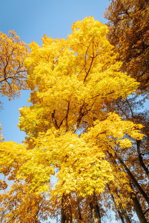 Autumnal trees with yellow leaves on blue sky background in forestの写真素材