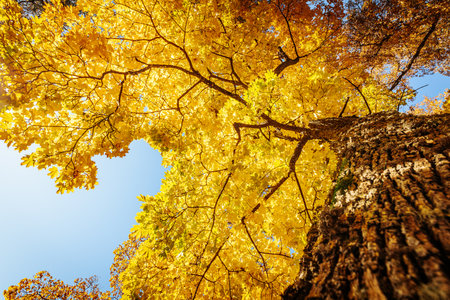Ginkgo trees in autumn, Japan. Ginkgo is a genus of deciduous trees.の写真素材
