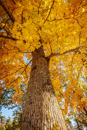 Maple tree with yellow leaves in the autumn forest. Natural backgroundの写真素材
