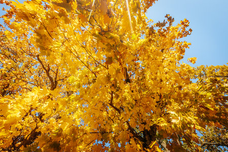 Autumn yellow maple leaves on a tree against the blue sky.の写真素材