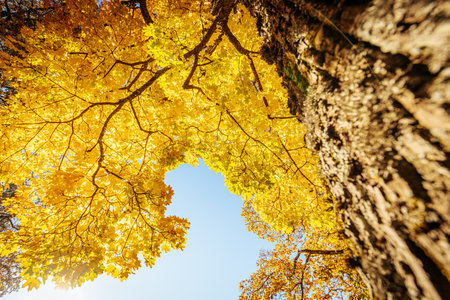 Beautiful autumn landscape with yellow maple leaves and blue sky in the parkの写真素材
