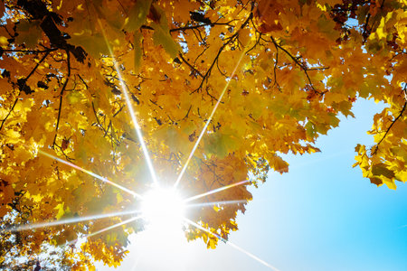 Sunlight shining through the autumn leaves on a sunny day. Autumn backgroundの写真素材