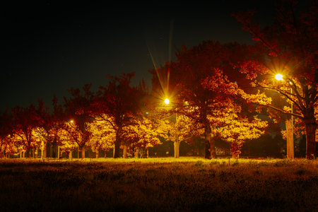 Autumn park at night with lanterns and trees. Landscape.の写真素材