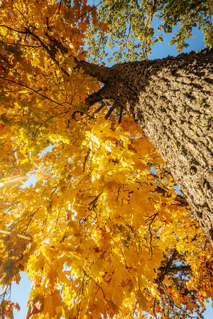 Maple tree with yellow leaves on a sunny day in autumn.の写真素材