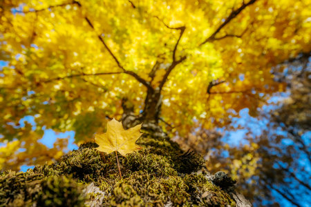 Maple tree with yellow leaf in autumn forest. Fall season.の写真素材